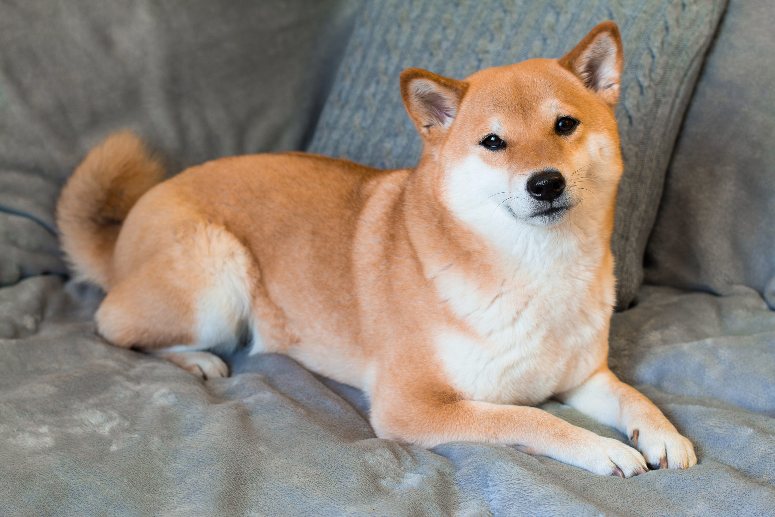 Can Shiba Inu Reach 